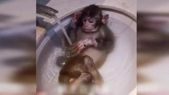 从猴子变成人恶搞视频,恶搞视频里的搞笑进化史