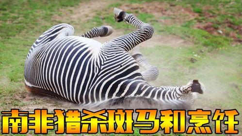 斑马成人画法视频大全集,从入门到精通视频大全集